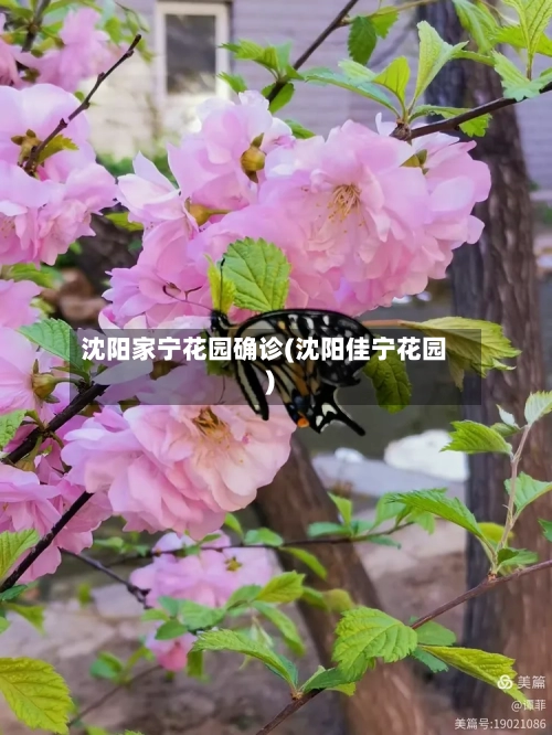 沈阳家宁花园确诊(沈阳佳宁花园)