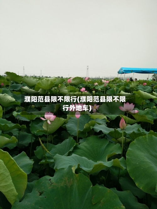 濮阳范县限不限行(濮阳范县限不限行外地车)