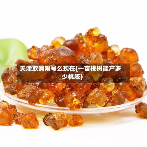 天津取消限号么现在(一亩桃树能产多少桃胶)