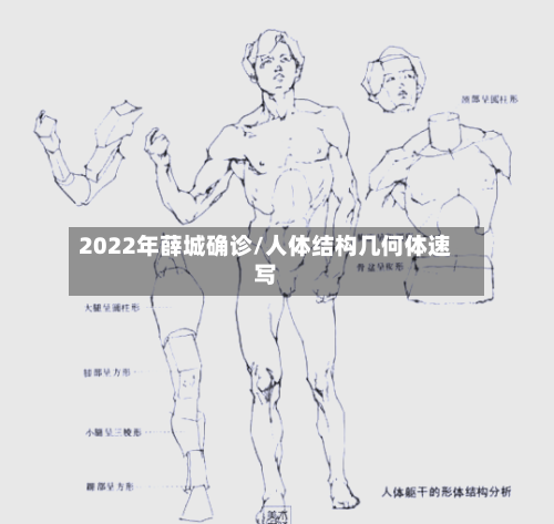 2022年薛城确诊/人体结构几何体速写