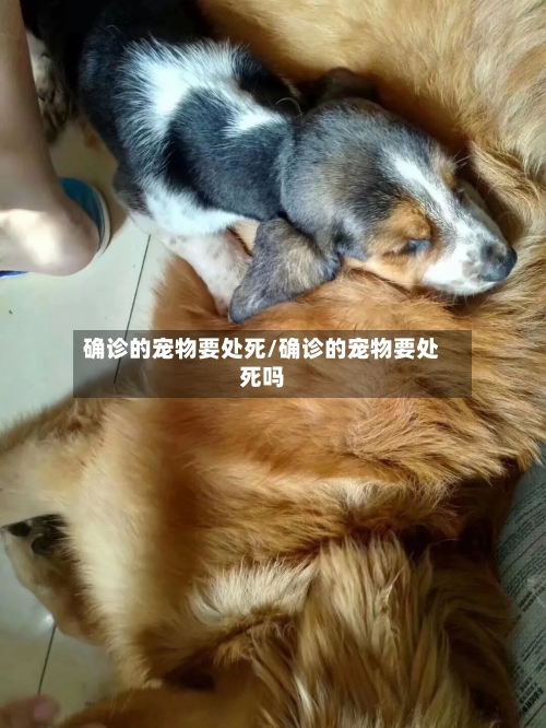 确诊的宠物要处死/确诊的宠物要处死吗