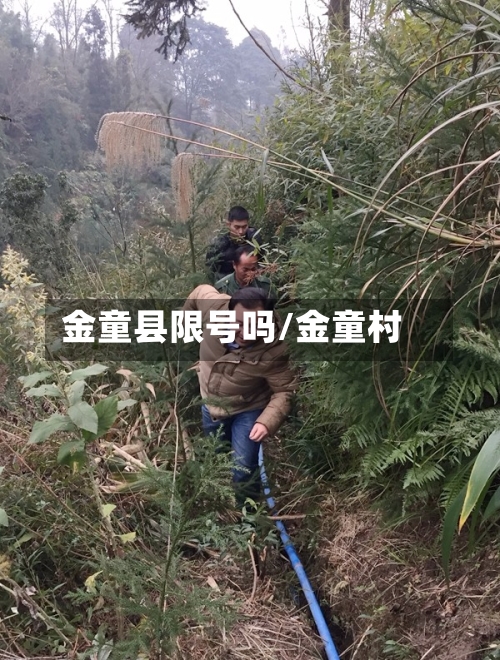 金童县限号吗/金童村
