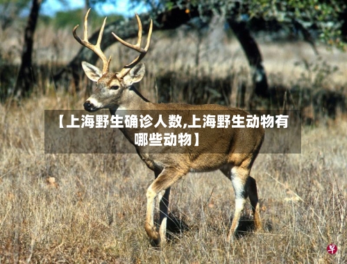 【上海野生确诊人数,上海野生动物有哪些动物】