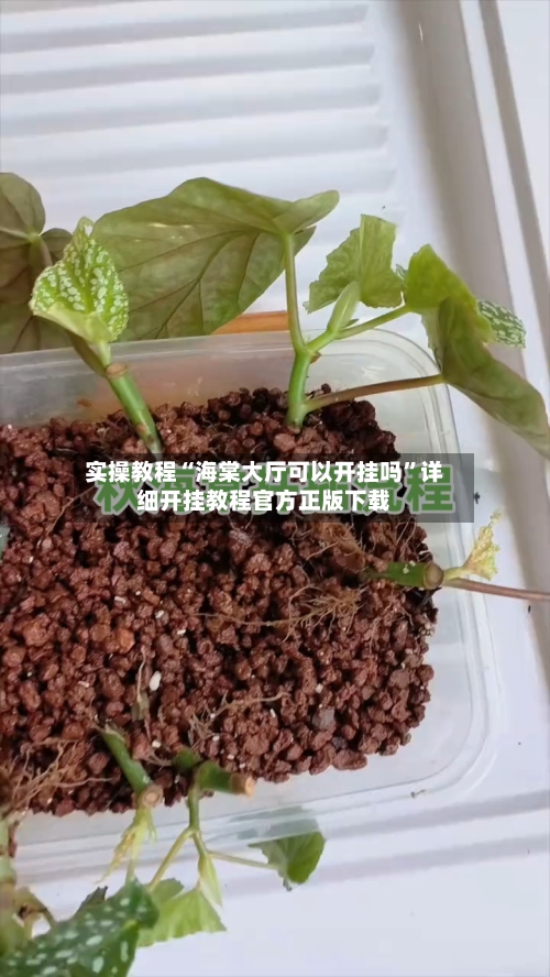实操教程“海棠大厅可以开挂吗”详细开挂教程官方正版下载