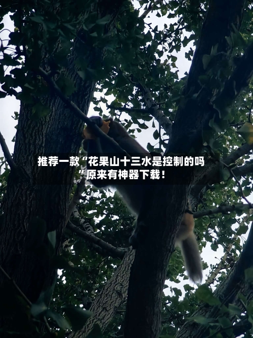 推荐一款“花果山十三水是控制的吗”原来有神器下载！