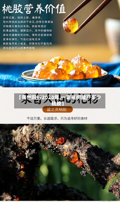 【禹州限行2020年,一亩桃树能产多少桃胶】