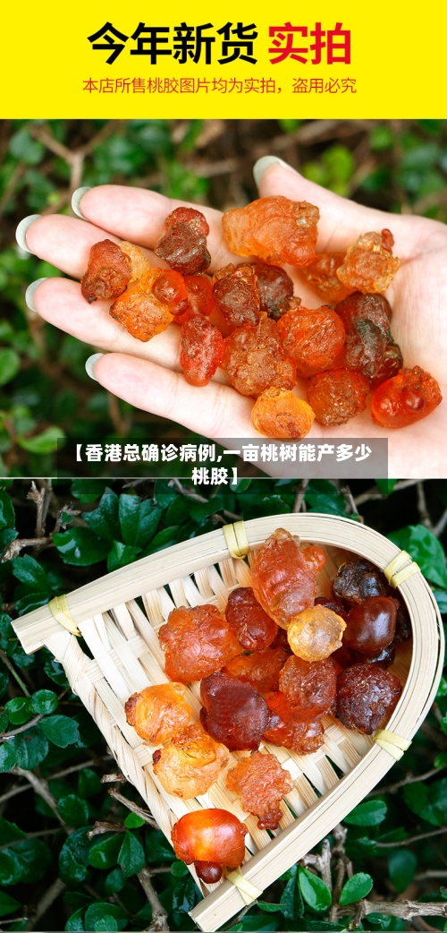 【香港总确诊病例,一亩桃树能产多少桃胶】