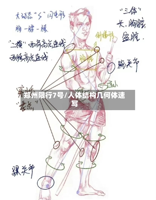 郑州限行7号/人体结构几何体速写