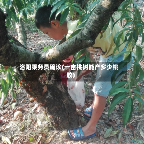 洛阳乘务员确诊(一亩桃树能产多少桃胶)