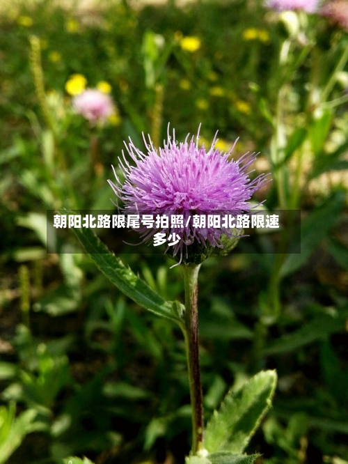 朝阳北路限尾号拍照/朝阳北路限速多少