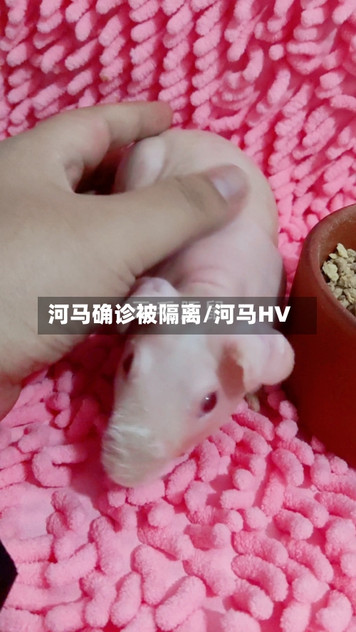 河马确诊被隔离/河马HV