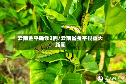 云南金平确诊2例/云南省金平县重大新闻