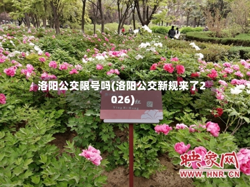 洛阳公交限号吗(洛阳公交新规来了2026)