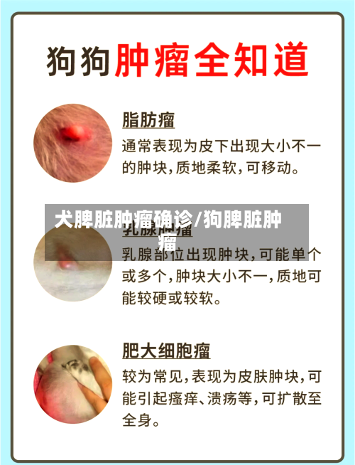 犬脾脏肿瘤确诊/狗脾脏肿瘤